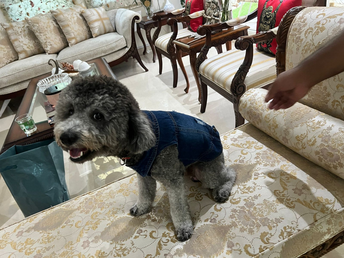 Fur-Ever Cool Dog Denim Jacket